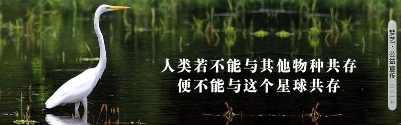 12生肖智商排行榜